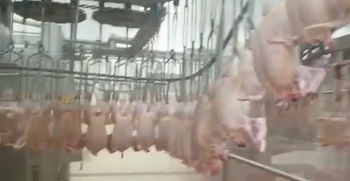 Frozen Chicken Cuts & Poultry By-Products – Wings, Breast, Thighs, Gizzard, Liver Powder, Skin, Necks - Kibet Trading International - Kenya